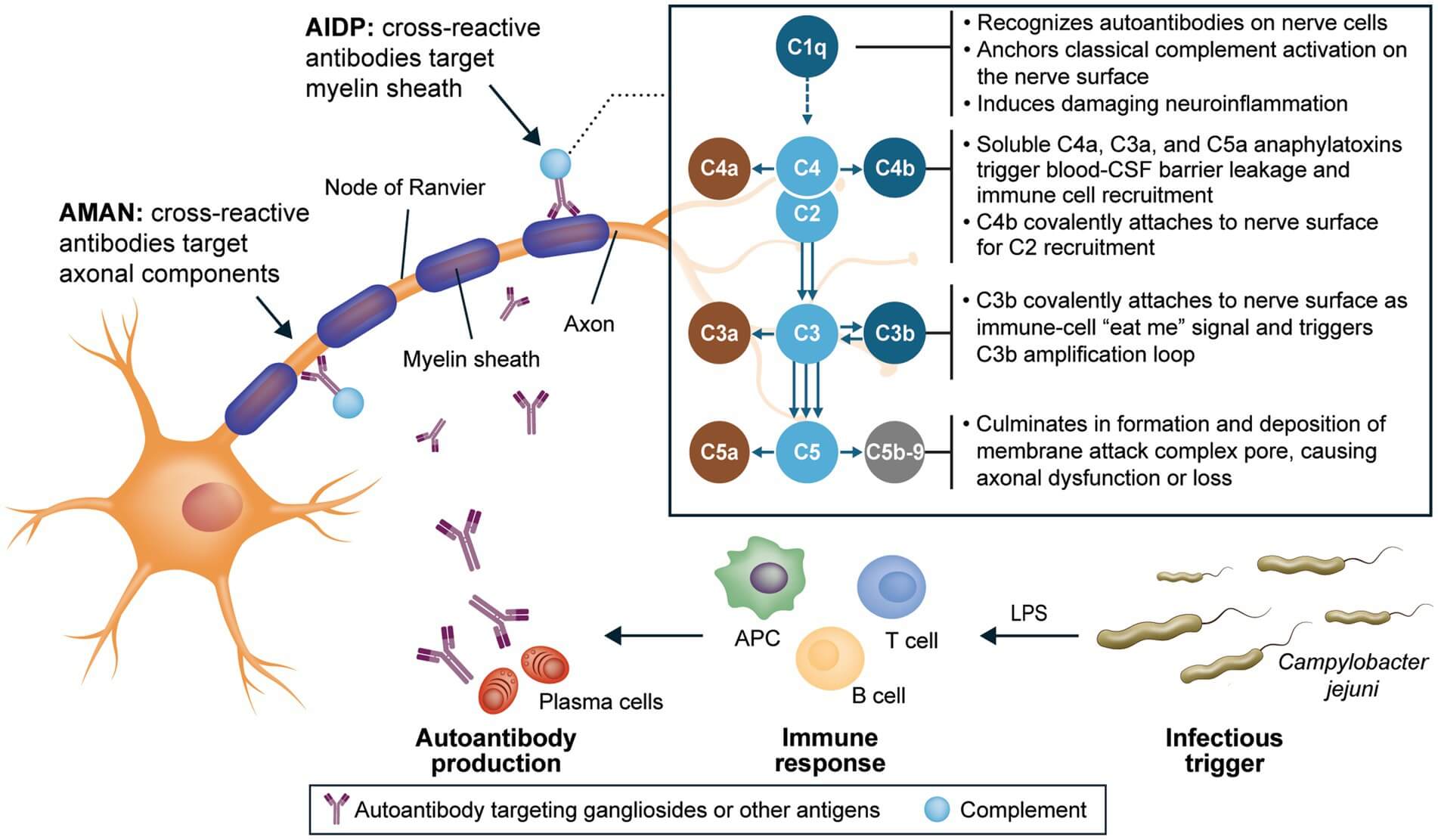 Fig.1 GBS Pathogenesis: AMAN vs AIDP with Anti-Ganglioside Antibodies at the Node of Ranvier and Campylobacter jejuni Trigger. (OA Literature) 