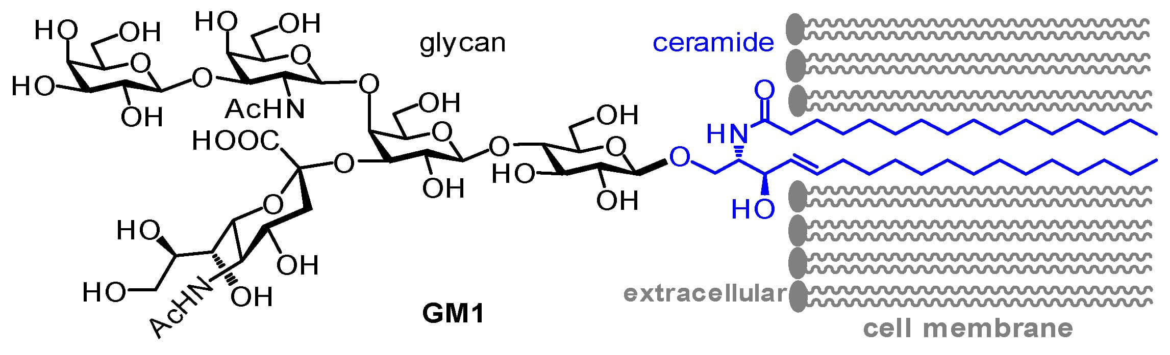 Fig.1 Illustration of GM1 structure showing lipid tails (blue) embedded in the cell membrane. (OA Literature) 