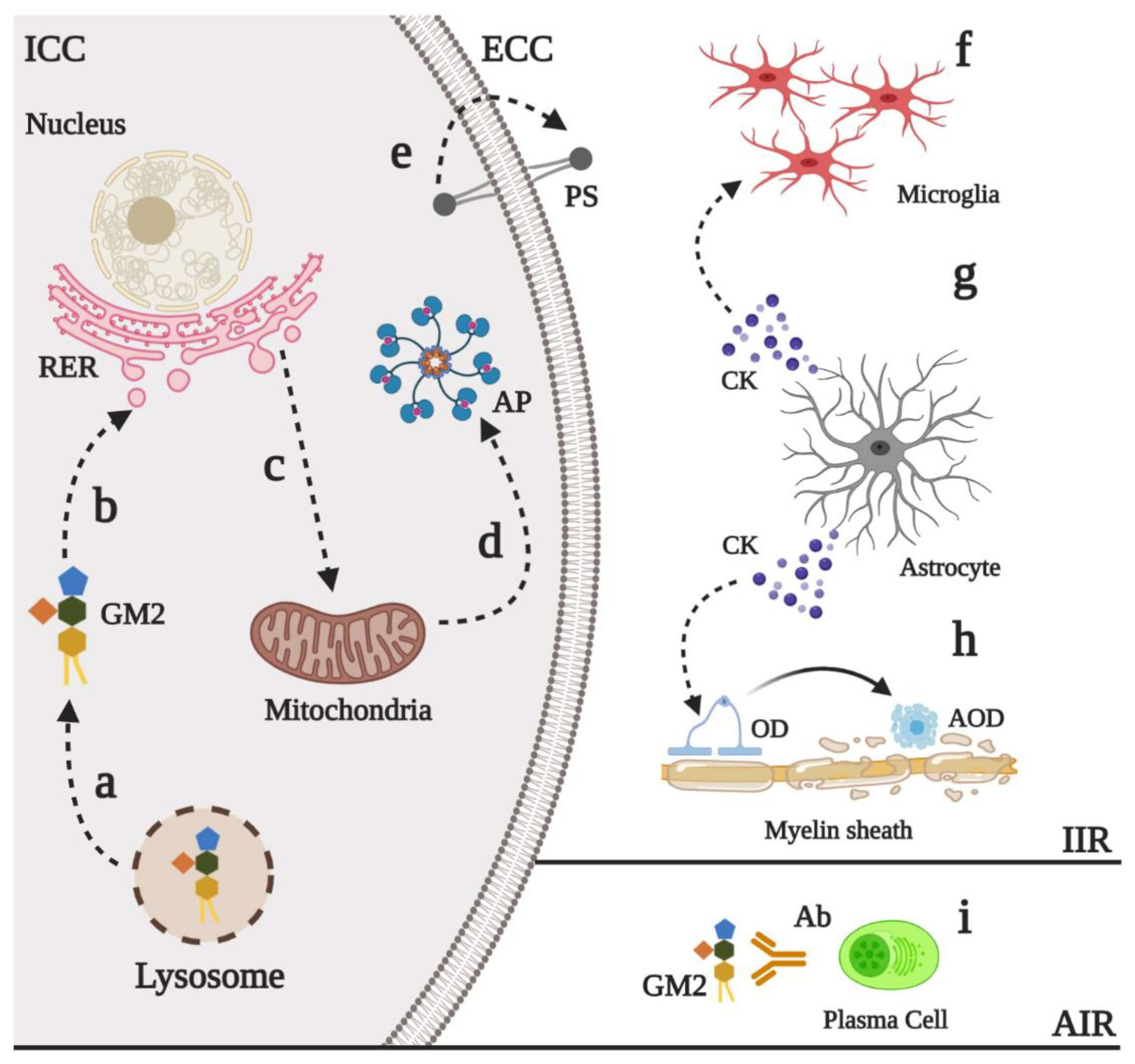 Fig.1 Illustration of the physiological and pathological events associated with GM2 gangliosidoses. (OA Literature)