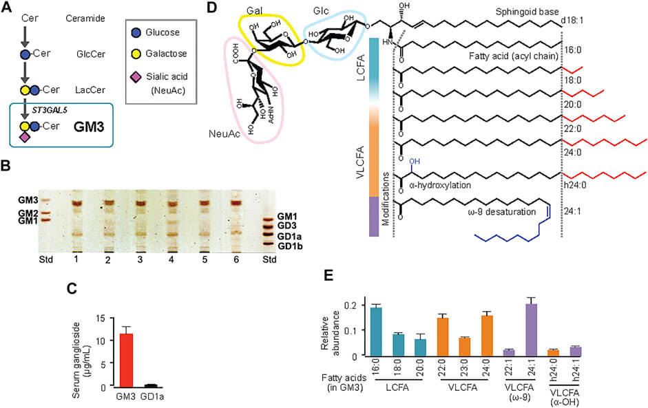 Fig.1 Molecular species of GM3 in human serum with acyl-chain variants. (OA Literature)