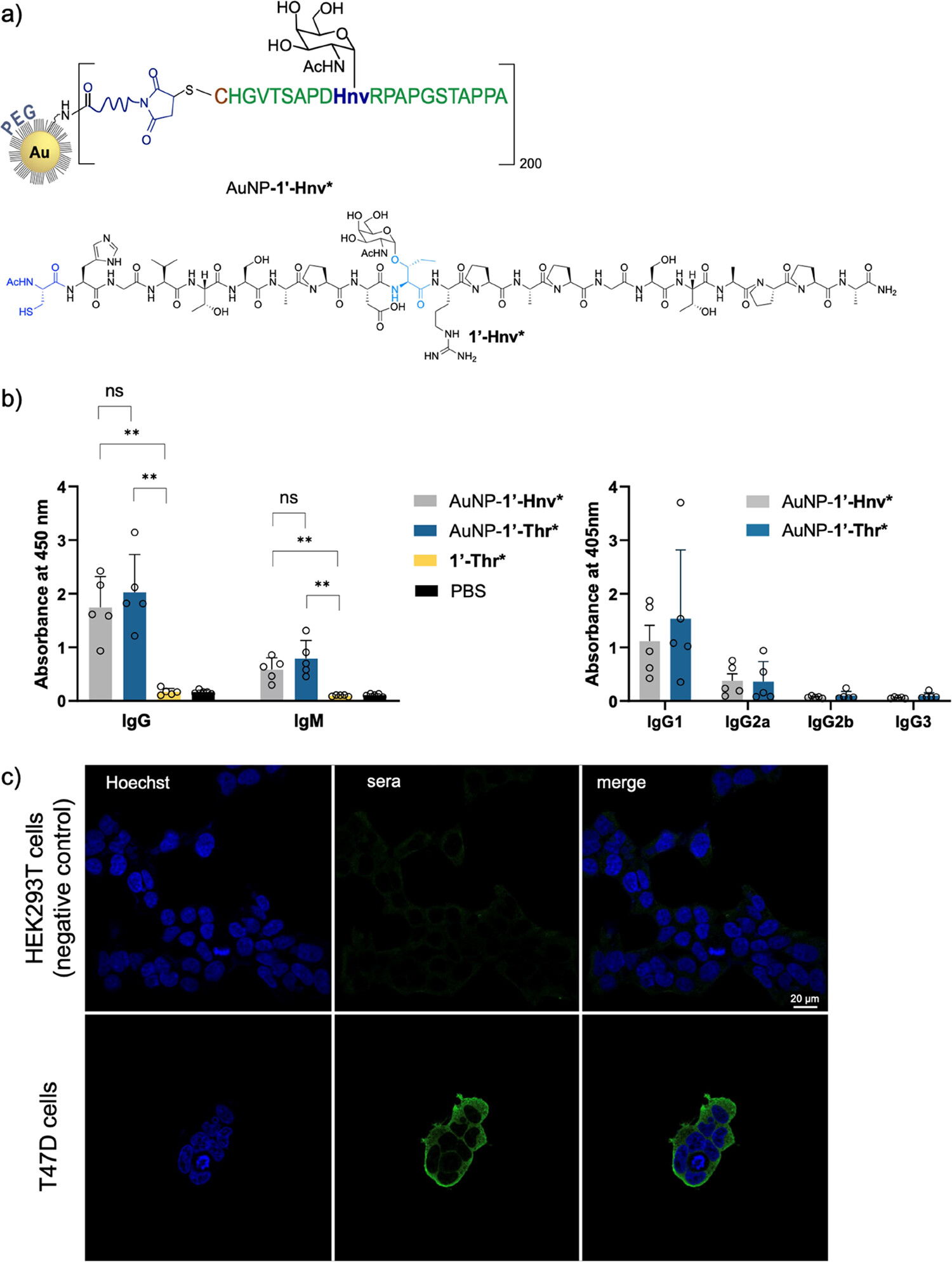 Fig.1 Confocal microscopy analysis of anti-MUC1 antibody specificity. (OA Literature)