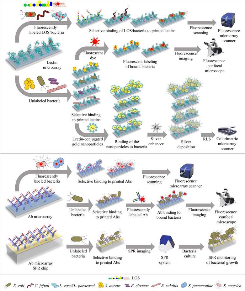 Fig.1 Lectin and antibody microarray methods used for different applications. (OA Literature)