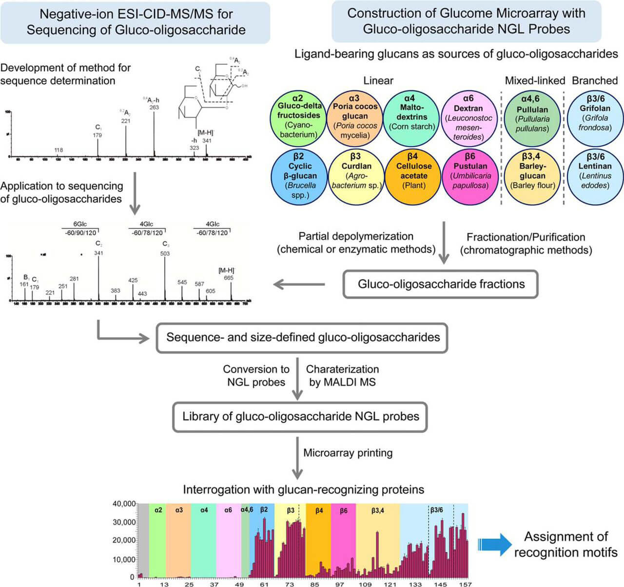Fig.2 Glucan microarray process showing preparation, printing, binding, and detection. (OA Literature)