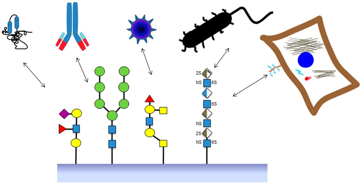 Fig.1 Schematic diagram illustrating the various applications of glycan arrays. (OA Literature)
