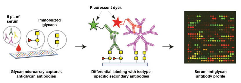 Detection of serum antiglycan antibodies using glycan microarrays.