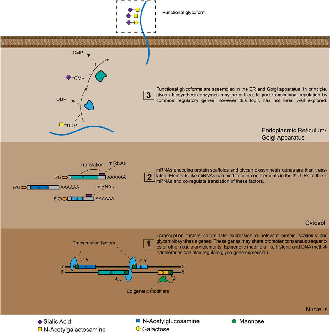 Fig.1 An overview of glyco-genomic regulation. (OA Literature)