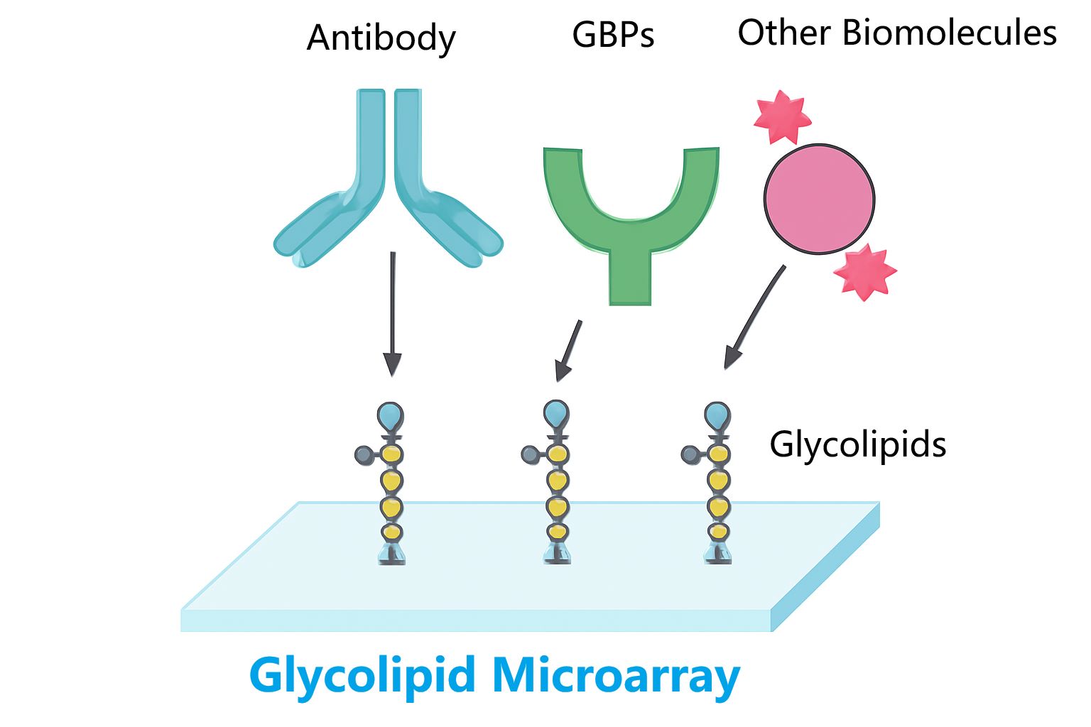 Fig.1 Glycolipid Microarray at Creative Biolabs. (Creative Biolabs Original)