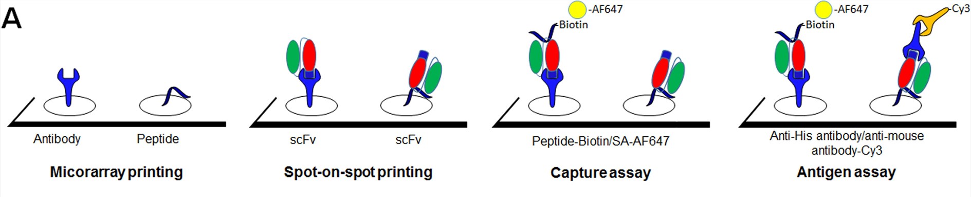 Fig.1 Microarray Detection of scFv Binding to Peptides Using Spot-on-Spot Printing and Fluorescent Detection. (OA Literature)