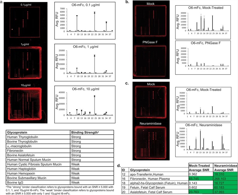 Fig.1 Glycoprotein microarray showing widespread expression of the 3-O-SGal epitope and its unmasking after neuraminidase treatment. (OA Literature)