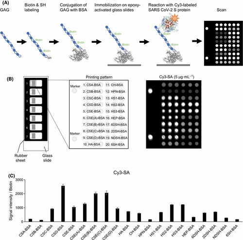 Fig.1 Workflow and validation data of GAG microarrays, including schematic steps, spot layout, and signal intensity. (OA Literature)