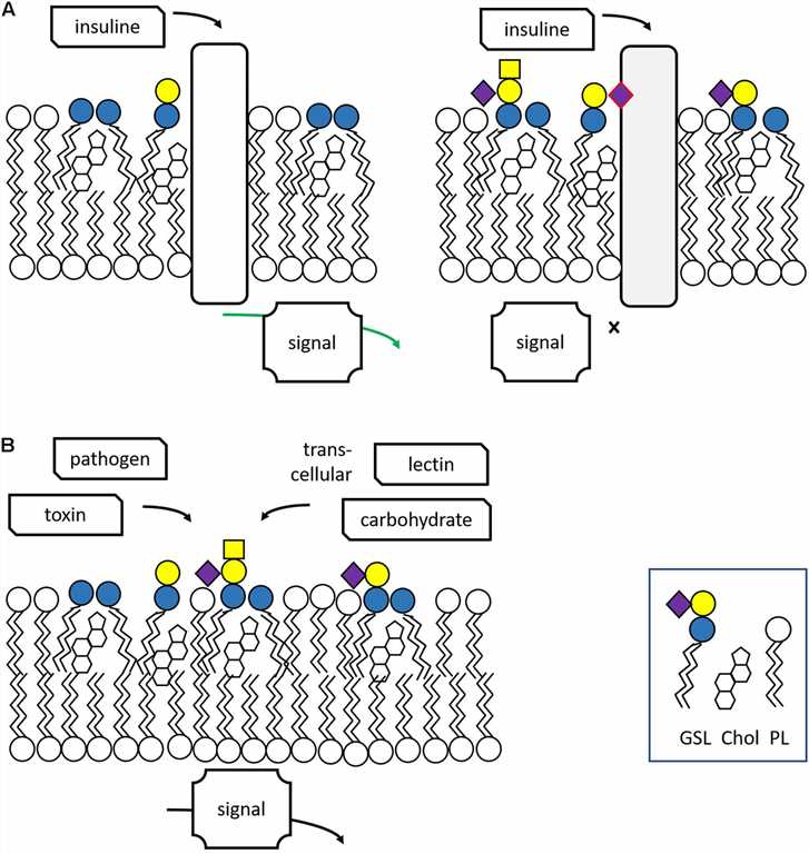 Fig.1 Comprehensive Overview of Glycosphingolipid Structures and Their Biosynthetic Pathways. (OA Literature) 