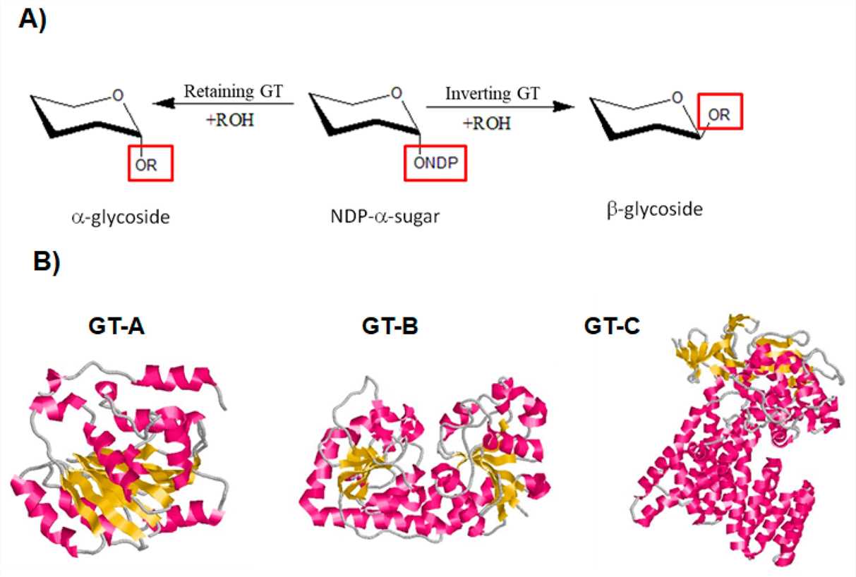 Fig.1 Categorization of Glycosyltransferases Based on Catalytic Mechanisms and 3D Structural Characteristics. (OA Literature)