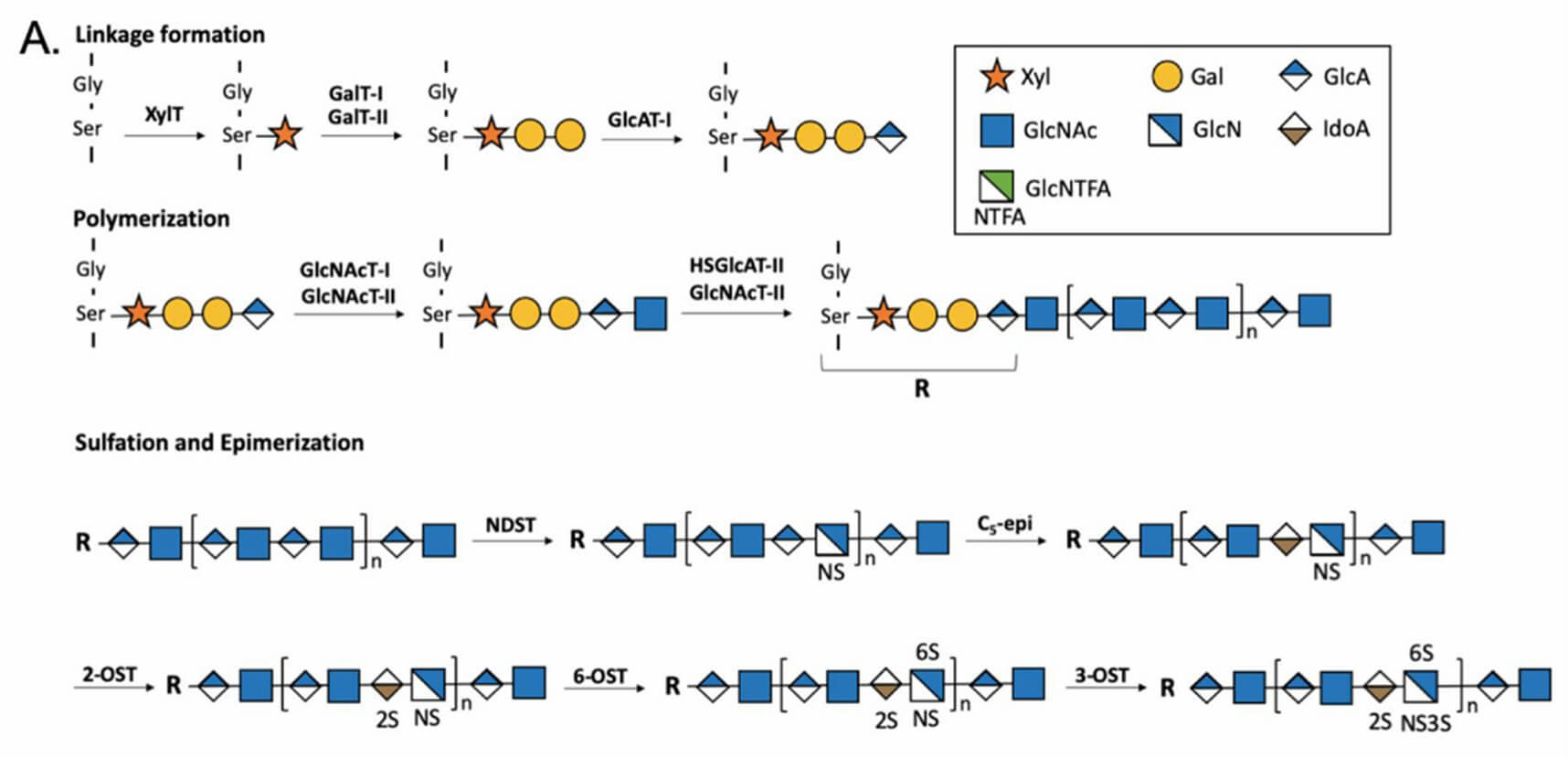 Fig.1 Heparan sulfate biosynthesis diagram showing linkage formation, polymerization, and stepwise sulfation and epimerization. (OA Literature)
