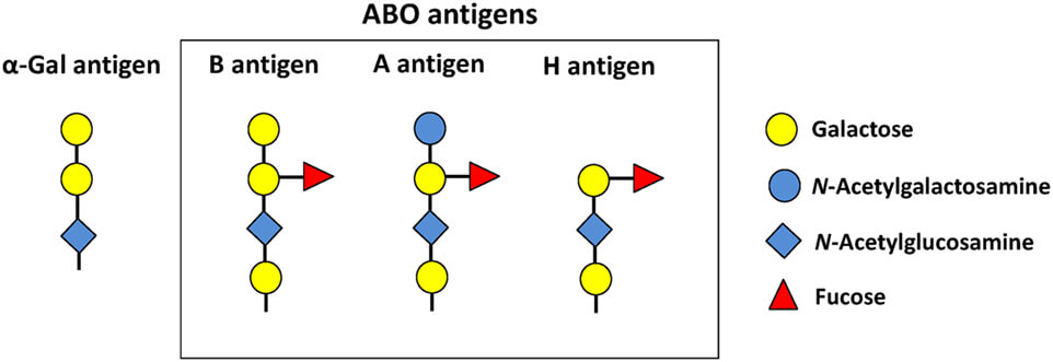 Fig.1 Glycan structure of blood group antigens and α-Gal antigen. (OA Literature) 
