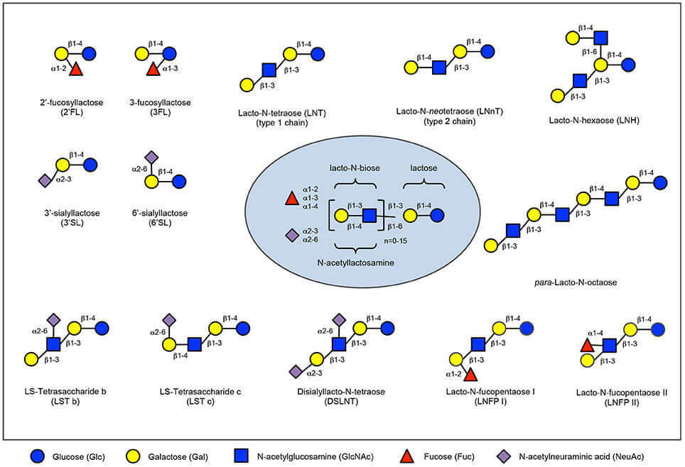 Fig.1 Structural diversity of human milk oligosaccharides. (OA Literature)