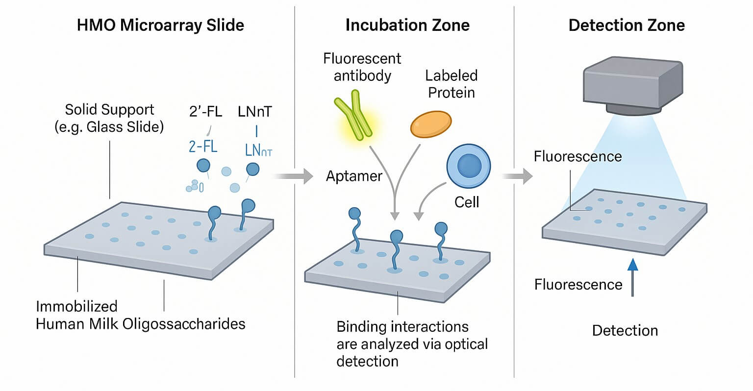 Fig.2 HMO microarray detecting biomolecular interactions. (Creative Biolabs Original)