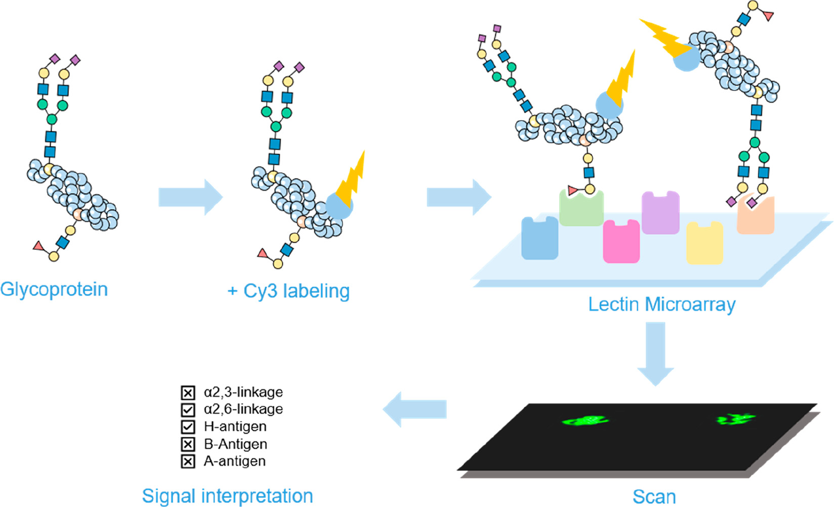 Fig.1 Glycan analysis using lectin microarray technology. (OA Literature)