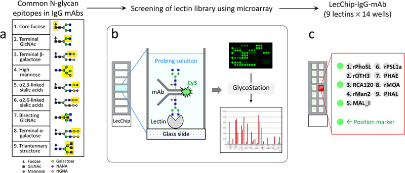 Fig.2 Workflow for the development of lectin microarray chips. (OA Literature)