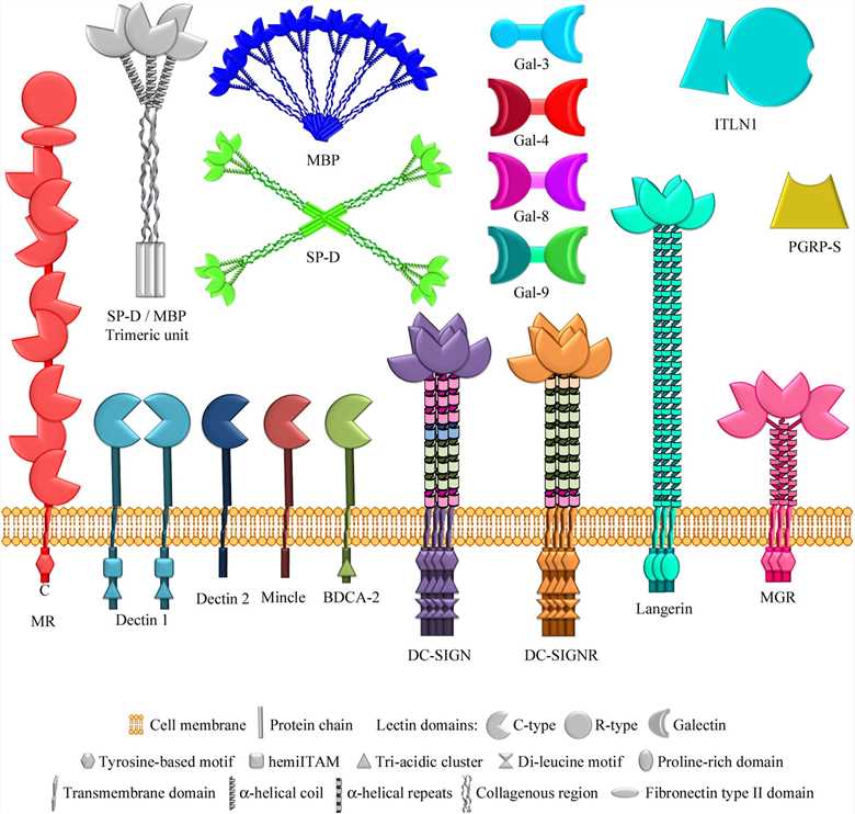 Fig.1 Microbial glycan microarray analysis showing the recognition patterns of lectins from the innate immune system binding to bacterial glycans. (OA Literature)