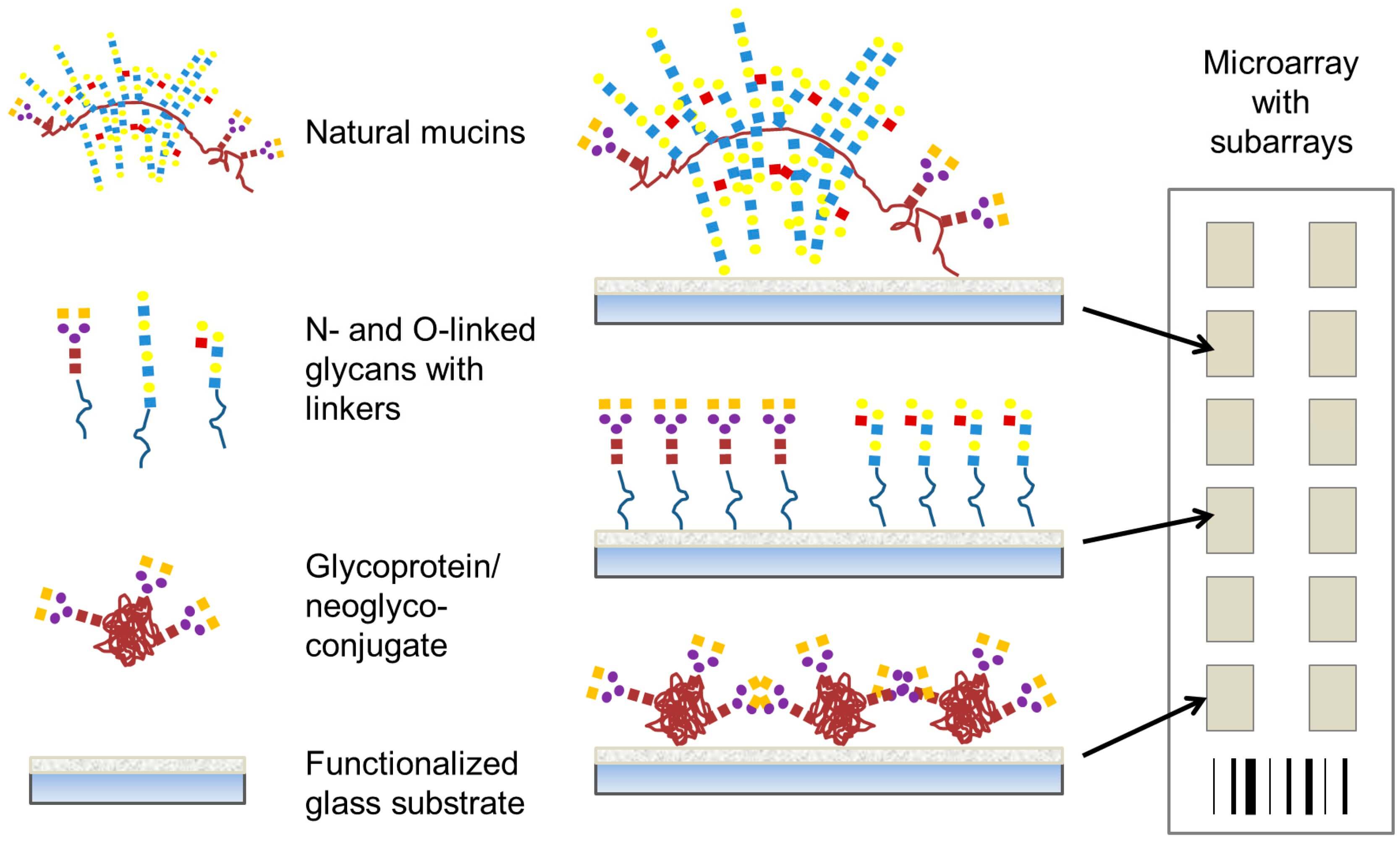 Fig.1 Various carbohydrate structures displayed on microarrays. (OA Literature)