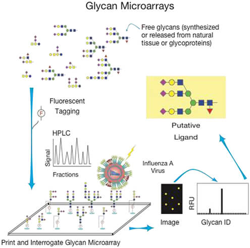 Fig.2 Easy process for creating and using carbohydrate microarrays. (OA Literature)