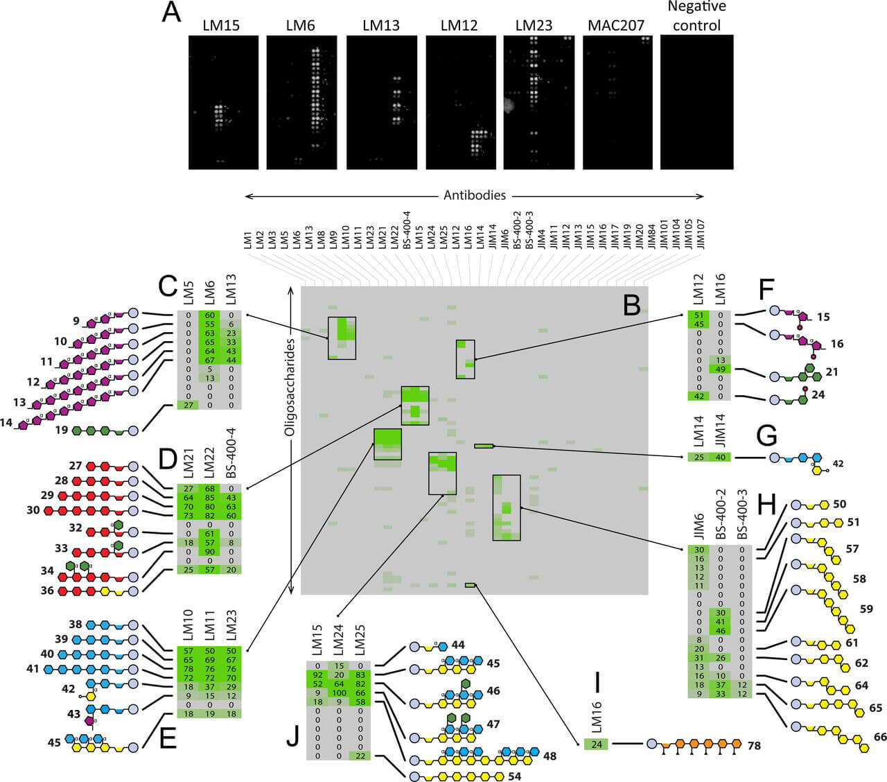 Fig.3 Specific mAbs screening via oligosaccharide microarrays. (OA Literature)