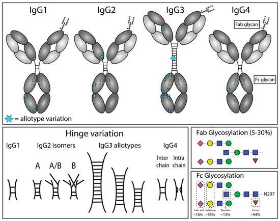 Fig.1 Structural Differences Across IgG Subclasses. (OA Literature)