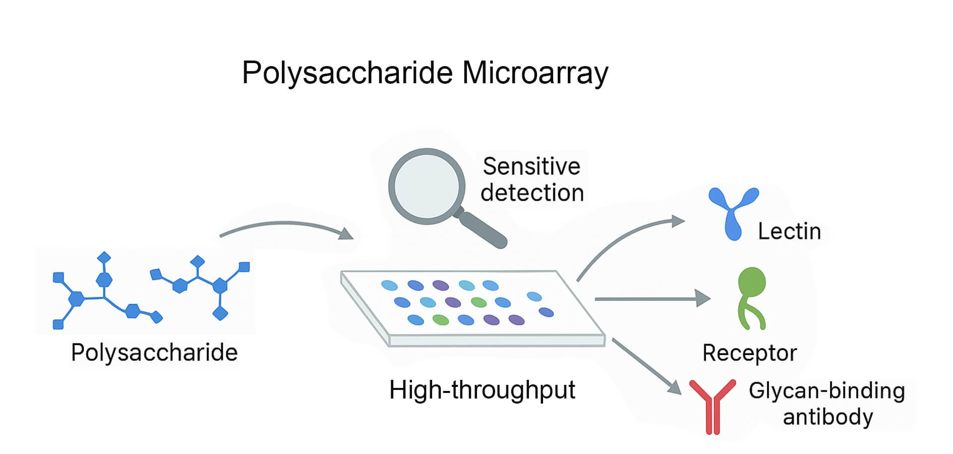 Fig.1 What is the polysaccharide microarray? (Creative Biolabs Original)