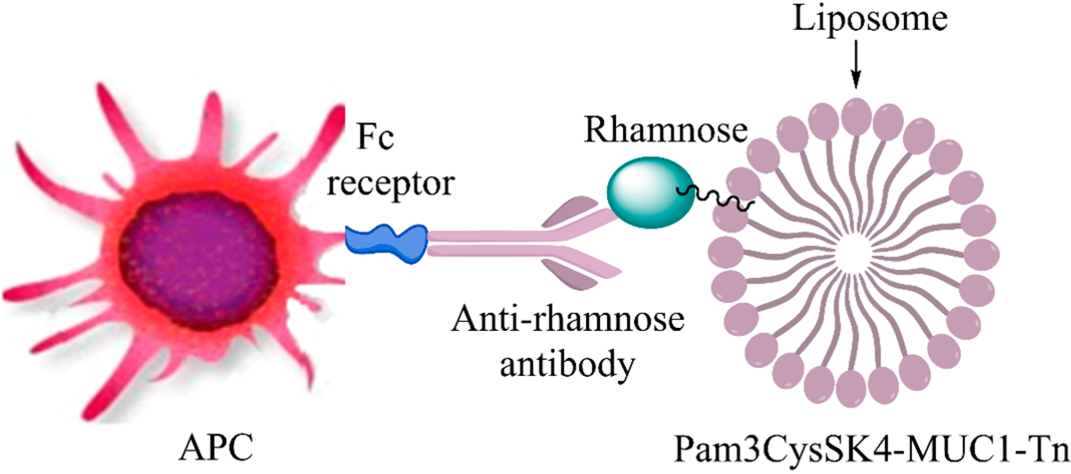 Fig.1 Naturally occurring anti-rhamnose antibodies bind to the rhamnose-modified MUC1 vaccine (liposome), facilitating specific recognition and enhanced internalization by Antigen Presenting Cells (APCs) via Fc receptors. (OA Literature)