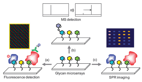 Glycan microarray & SPR imaging.