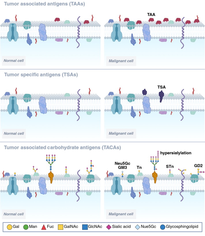 Fig.1 Diagram illustrating differences in antigens on normal versus malignant cell surfaces, categorized into Tumor Associated Antigens (TAAs), Tumor Specific Antigens (TSAs), and Tumor Associated Carbohydrate Antigens (TACAs) showing specific aberrant glycans like Tn, STn, GD2, and hypersialylation. (OA Literature)