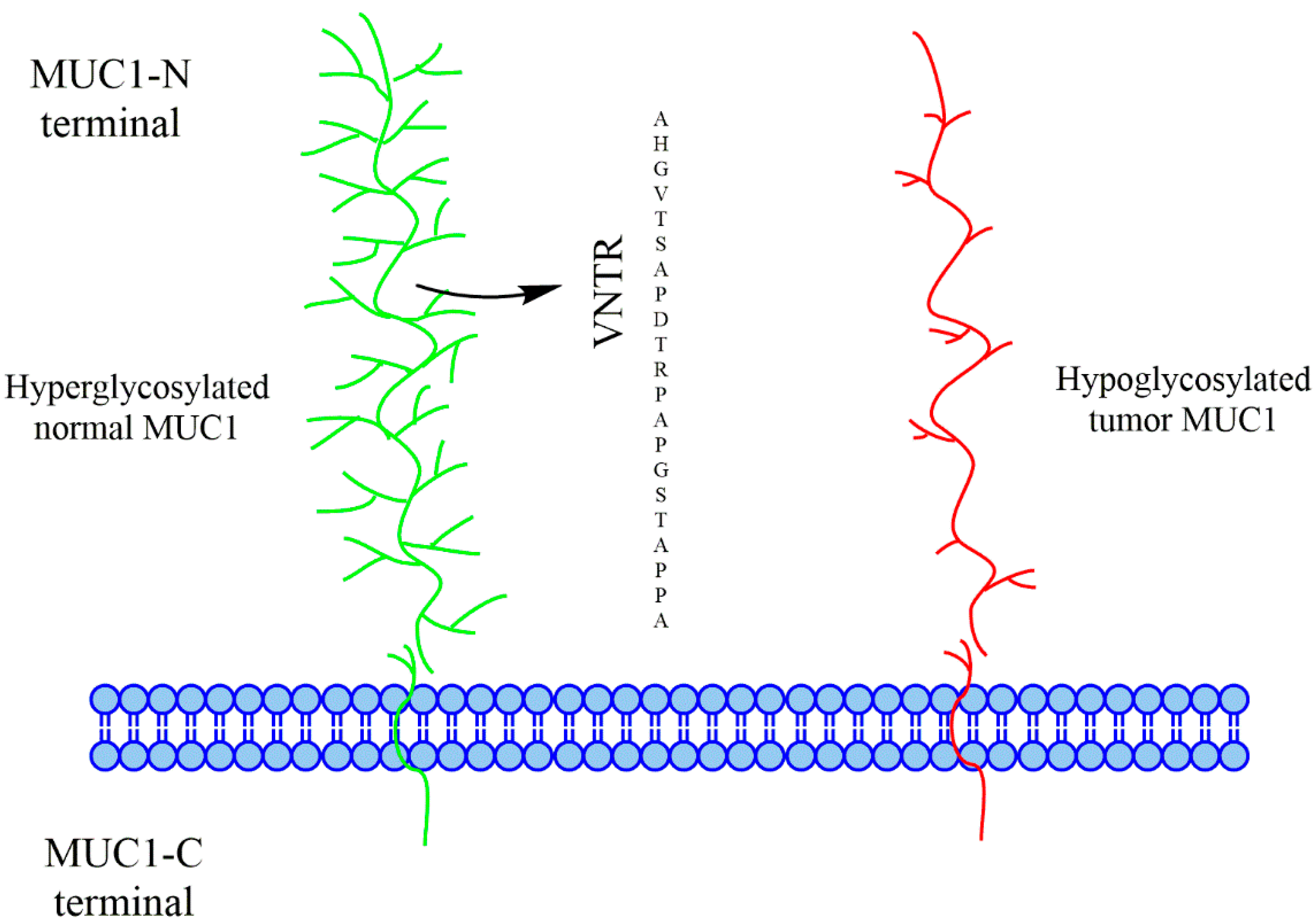 Fig.1 Difference between normal mucin 1 (MUC1) and tumor-associated MUC1. (OA Literature)