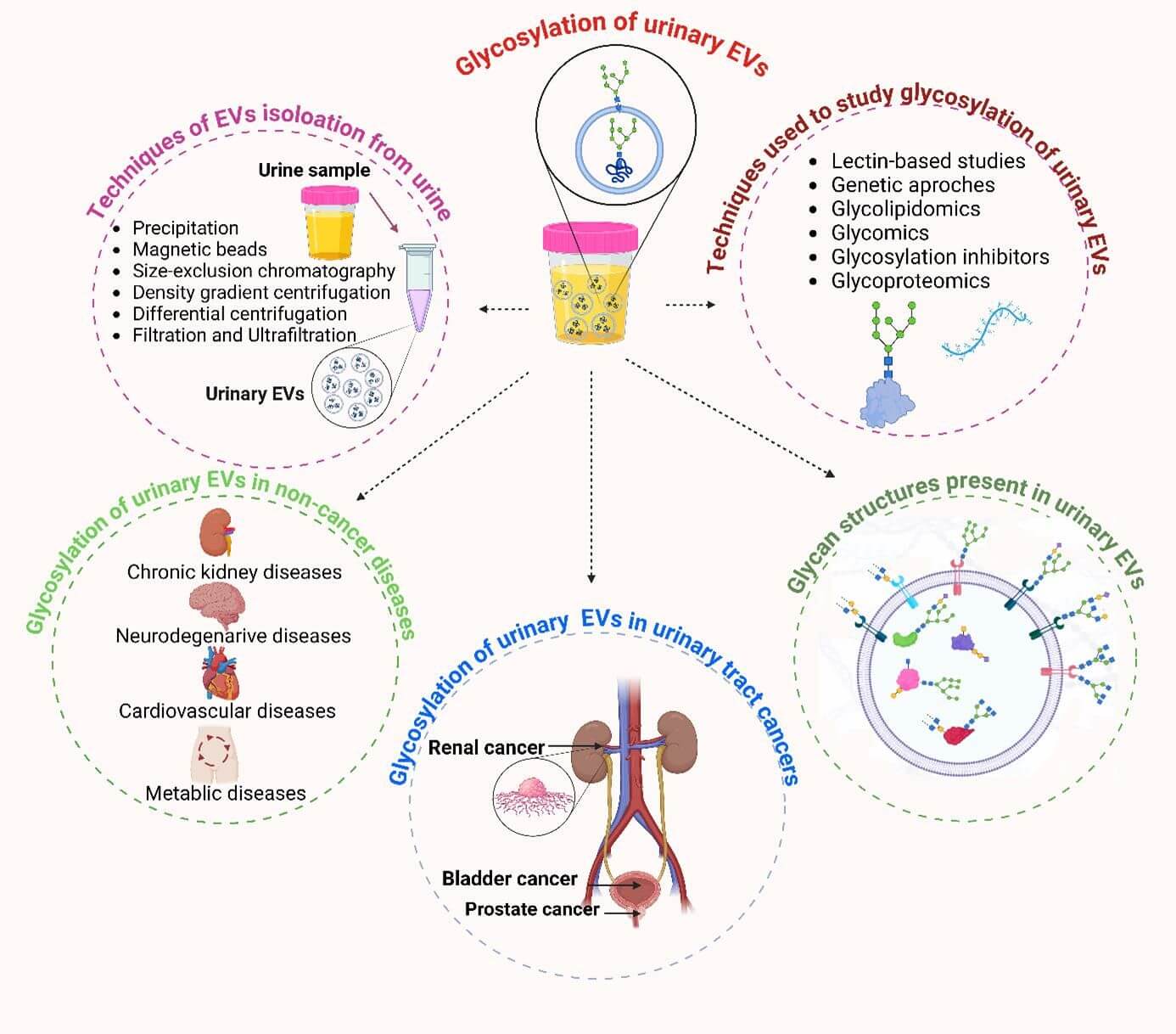 Fig.1 The role of glycosylation in extracellular vesicles (EVs). (OA Literature) 