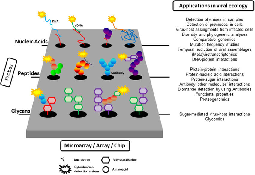 Fig.1 Scientific diagram summarizing how microarray platforms detect host-pathogen interactions, track viral evolution, and monitor environmental pathogens. (OA Literature) 