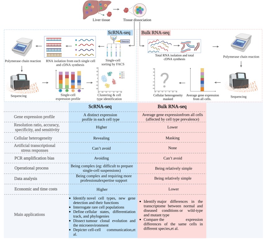 Fig. 1 Comparison of single-cell RNA sequencing and bulk RNA sequencing. (Zou, et al., 2023)