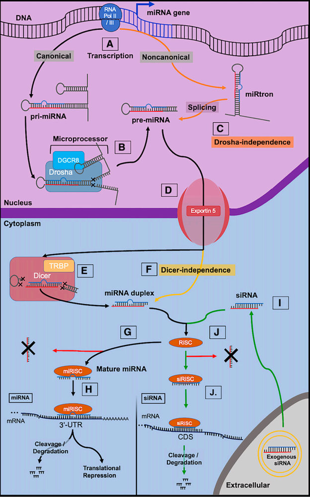 Fig.2 Overview of miRNA biogenesis and functions and siRNA mechanisms of action. (Traber, et al., 2023)