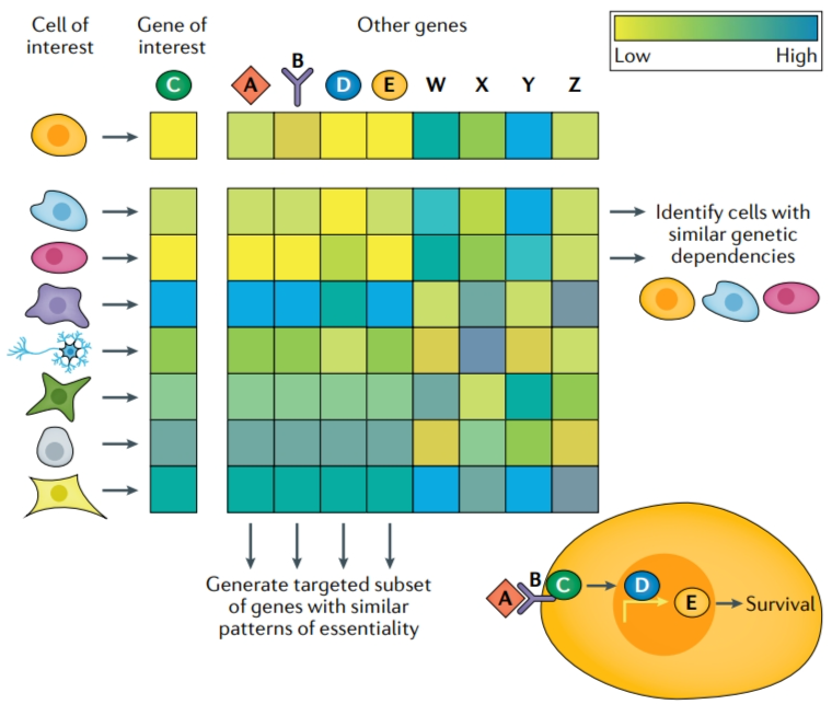 Fig. 1 Co-correlation analysis screens for genes of interest that are in the same cell survival pathway. (Przybyla, et al., 2022)