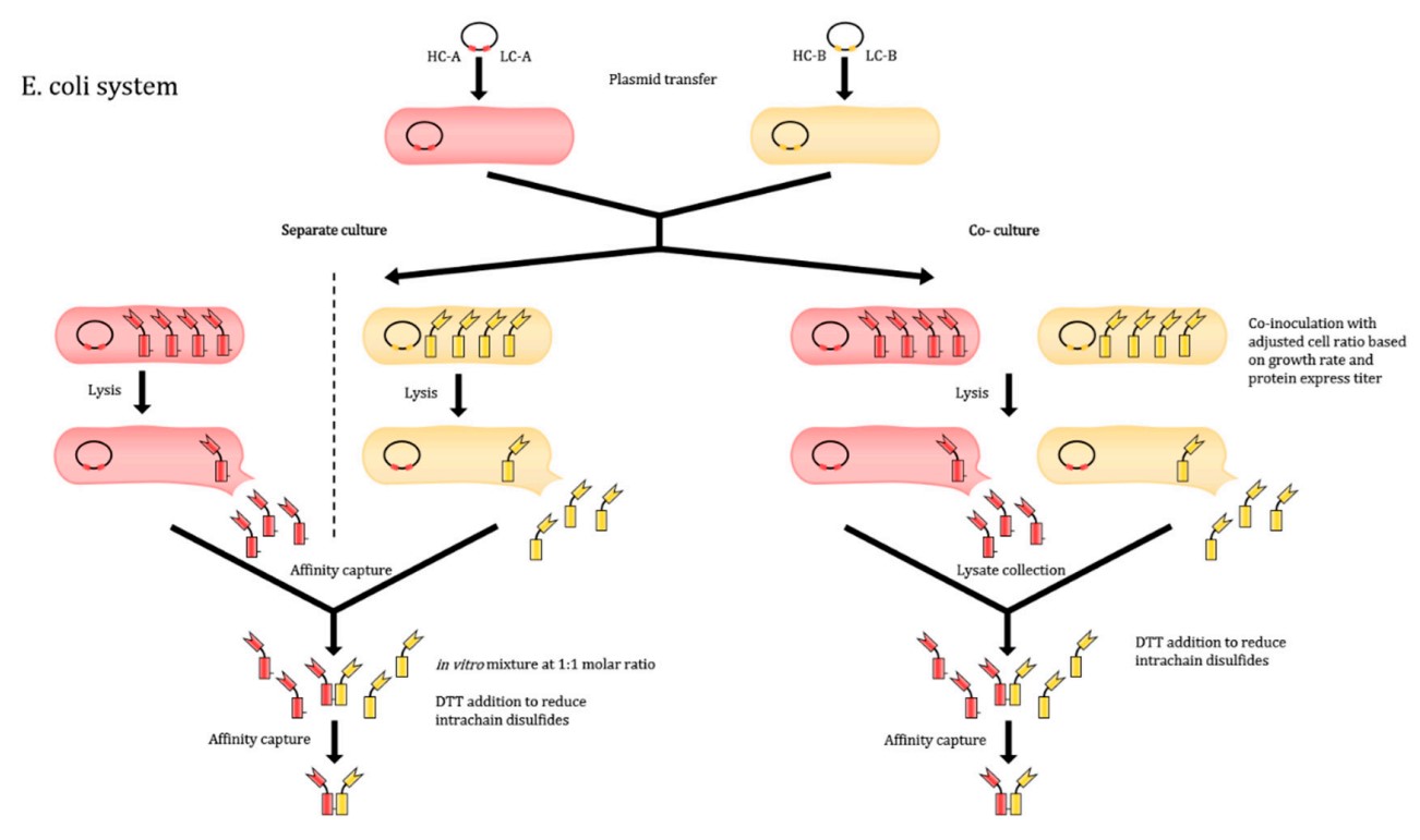 Illustration of the co-culture method for the production of bispecific antibodies in E. coli systems.