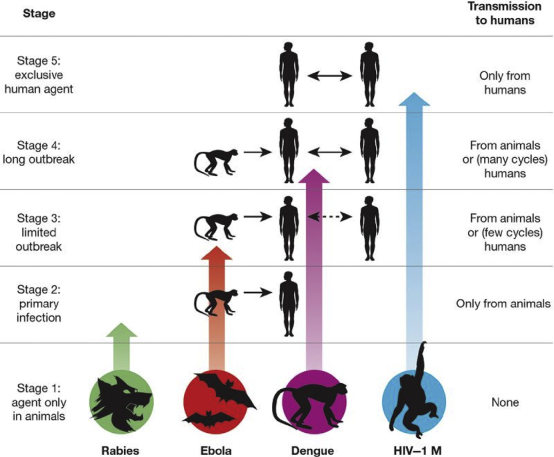 Fig.1 The 5 stages through which pathogens of animals evolve to cause diseases confined to humans. (McArthur, 2019)