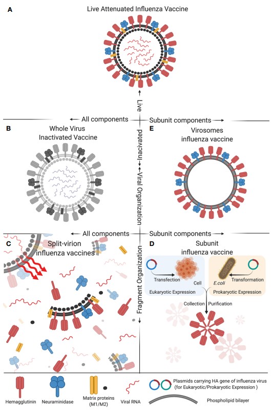 Fig. 1 Different types of influenza vaccines feature various antigenic compositions. (Chen, et al., 2021)