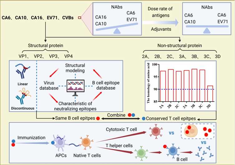 Fig. 1 Optimization strategies for the development of multivalent HFMD vaccines. (Zhang, et al., 2022)