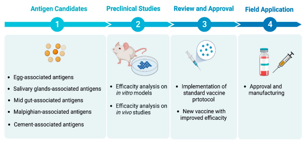 Fig. 1 An example involves the development of an anti-tick vaccine. (Abbas, et al.; 2023)