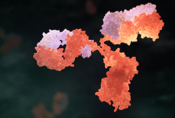 Discovery of Antibody and Peptide Targeting Campylobacter