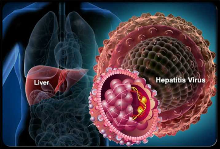 Discovery of Antibody and Peptide Targeting Hepatitis Virus