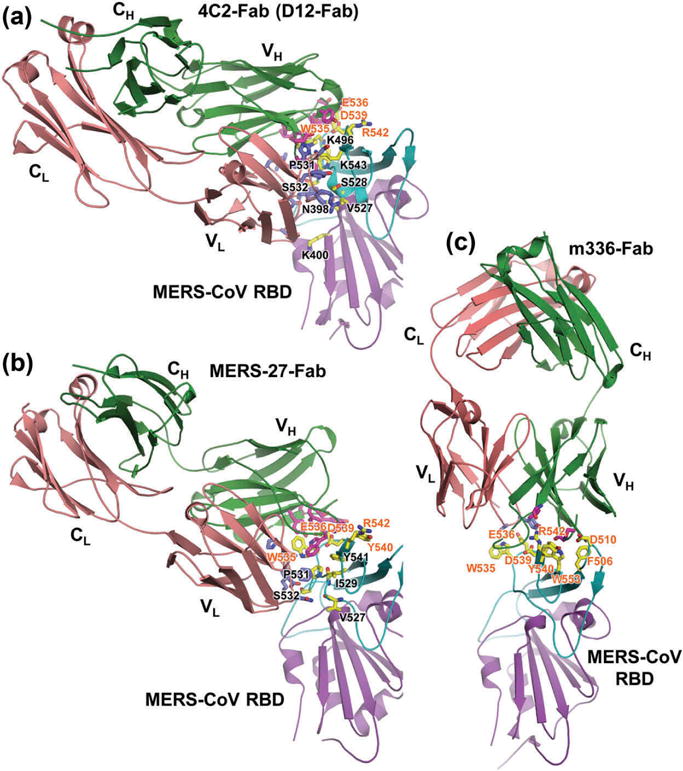 Structural basis of MERS-CoV infection inhibited by RBD-specific neutralizing antibodies