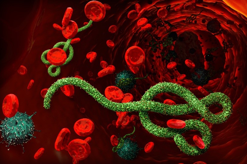 Discovery of Neutralizing Antibody (NAb) and Peptide Targeting Ebola Virus