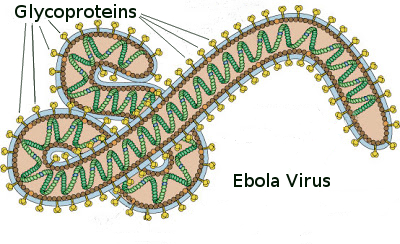 Discovery of Neutralizing Antibody (NAb) and Peptide Targeting Ebola Virus 