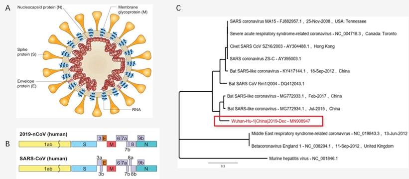 The diagram, genome and phylogenetic tree of SARS-CoV-2.