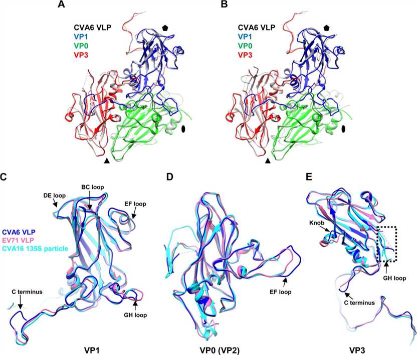 Structural comparison of the protomers and individual capsid proteins of the CVA6 VLP, EV71 VLP, and CVA16 135S particle.