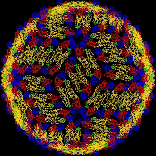 Flavivirus 